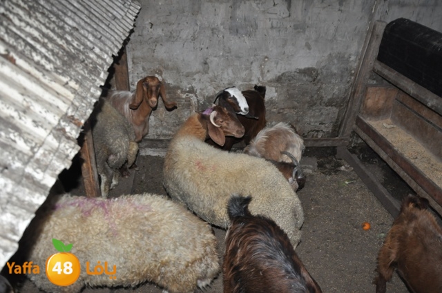 kharoof83111 (2).JPG